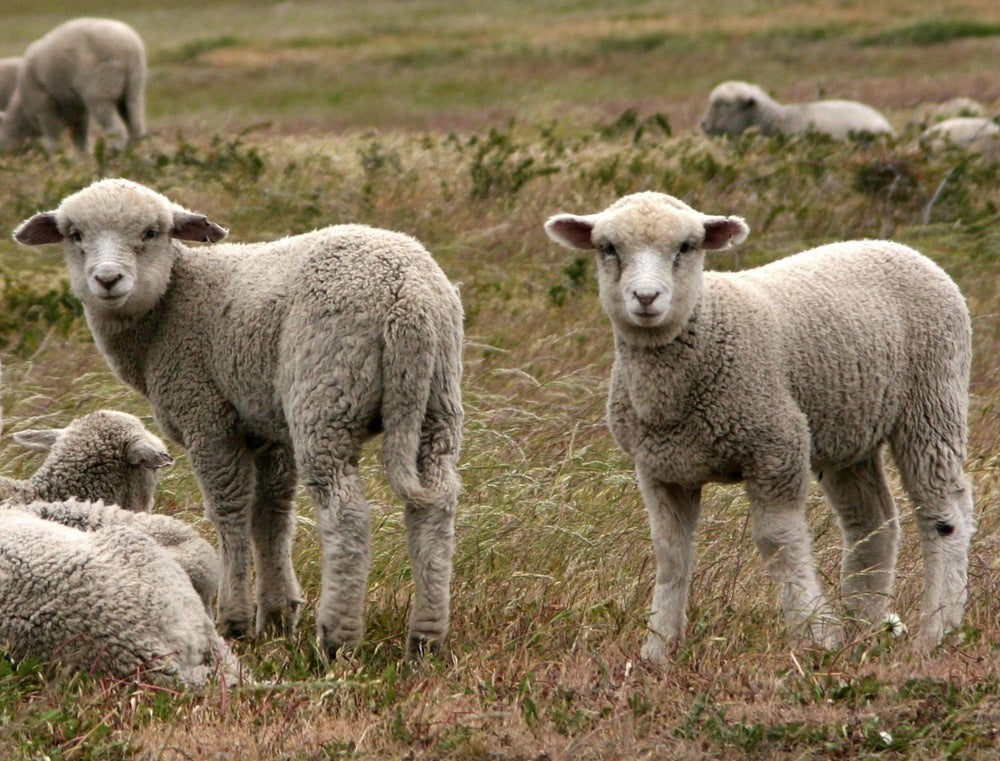 Mulesing: Dieses Tierleid muss nicht sein
